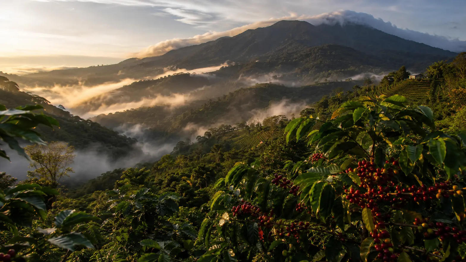 Tåge over kaffebjerge i Boquete, Panama